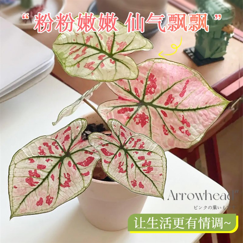 新品草莓之心彩叶芋盆栽种球网y红绿植室内芋类植物花卉粉色阳台图片