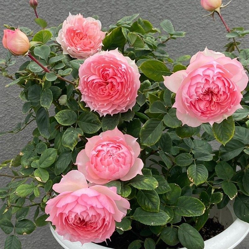 极速莫妮卡戴维月季花苗大花浓香开花美人尖粉色玫U瑰四季盆栽花