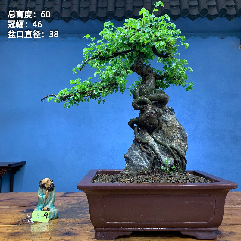 极速抱石榆树附石榆树老桩榆树老桩F坨坨小叶榔榆榆树盆景造型怪
