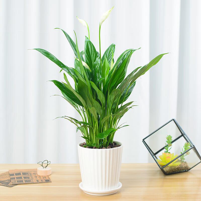 极速农民老史泰西丝白鹤芋绿植盆栽办F公室内客厅植物花卉Z2湖蓝