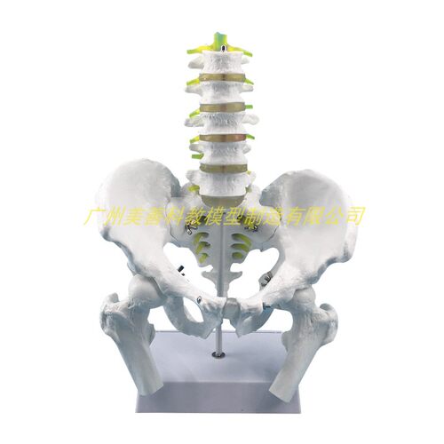 新品男性骨盆模型附五节腰椎脊柱模型盆骨K人体腰椎椎间盘髋骨骶