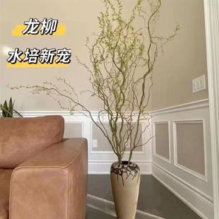 极速龙柳c鲜枝水培懒人水培植物水里养的花落地易成活高端客摆四