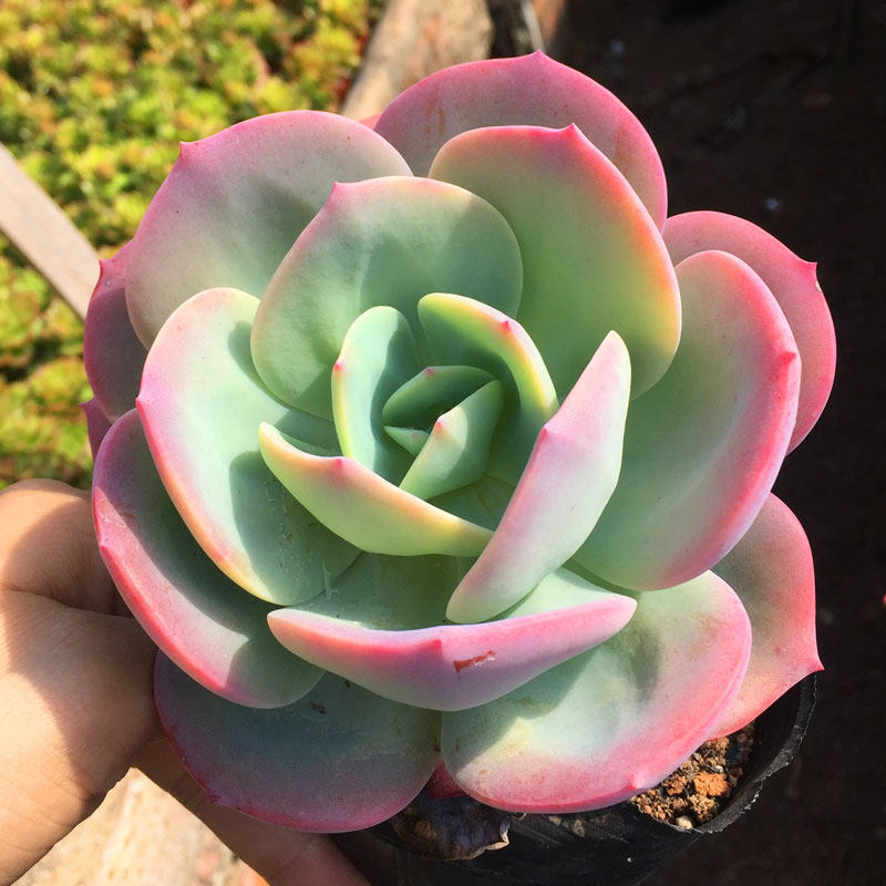 白凤老桩大颗多肉植物小盆u栽创意带杆老庄花卉植物肉肉特价超大