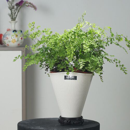 热销个性托特陶瓷花m盆家用玄关客厅加厚北欧简约桌面绿植装饰花