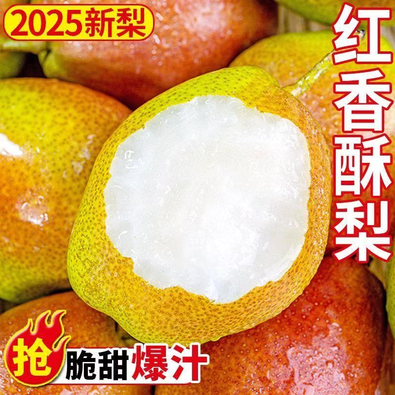 2026新梨红香酥梨山西运城脆甜爆汁新鲜香梨现摘现发
