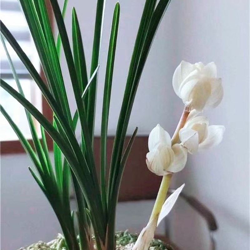 极速当年开花名品兰花 莲瓣兰素冠荷鼎I 浓香阳台客厅庭院花卉绿