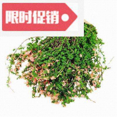 极速SZS Hot Sand Tabler Decorative Shrub Thicket Spend Plant