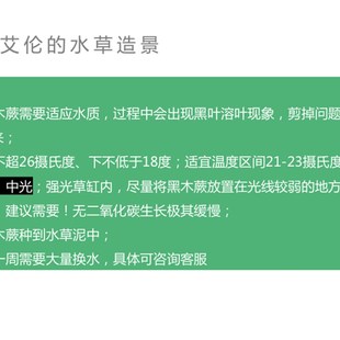 速发艾伦 蕨类水下叶水草造景中景阴性草淡水 水草造景 黑木蕨