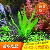 新品 迷你九冠水草植物养鱼古法y缸鱼缸造景绿九冠新手懒人好养活