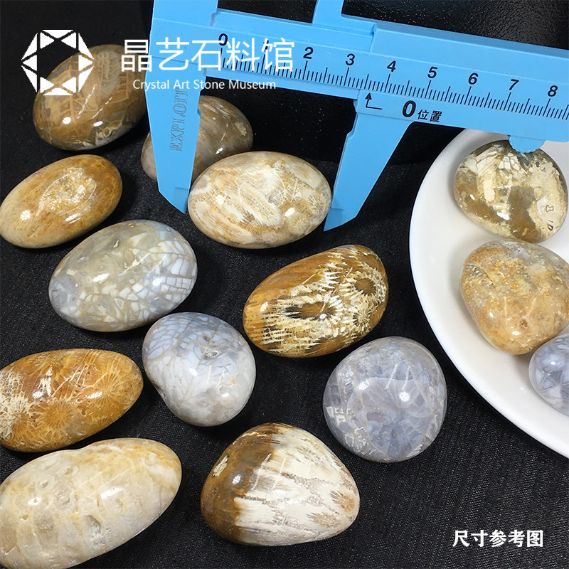 新品天然珊瑚玉原石摆件菊花石鱼缸石造景装饰R珊瑚玉化石矿物教