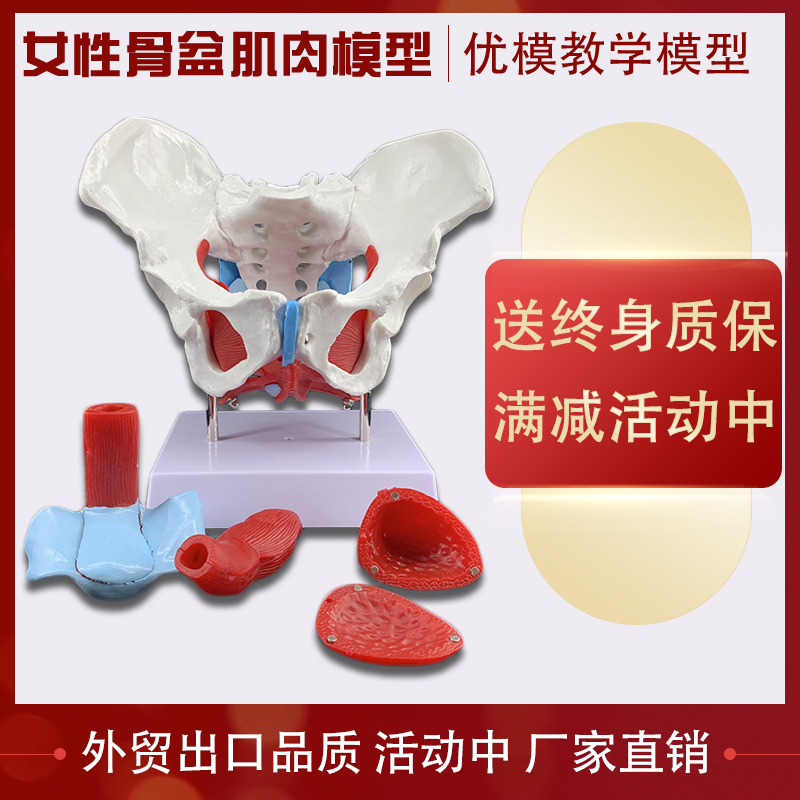 极速女性骨盆及盆底肌p肉模型人体生殖结构解剖产后恢复讲解演示