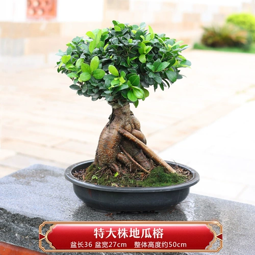 Ронгшу горшечный апартамент сладкий картофель Баньян -дерево форма бонсай большие саженцы в помещении и на открытом воздухе листовый баньян женьшень женьшень