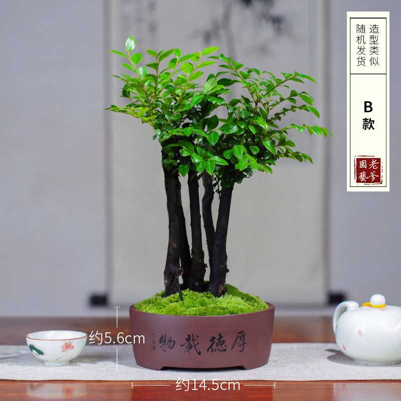 小叶紫檀盆景紫砂绿植四季常青室内茶几办公桌书房客厅黑骨茶盆栽
