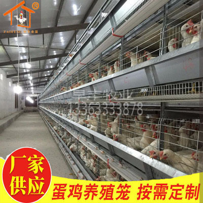 全自动清粪喂料出口标准层叠式蛋鸡笼不生锈蛋鸡养殖笼雏鸡笼设备