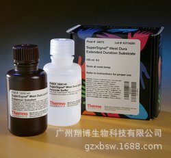 34075 100ml SuperSignal持久型化学发光底物