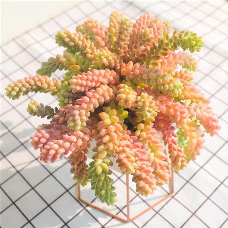 速发彩虹玉坠多肉群物大植爆盆植绿花卉云南基地盆栽原盆土发货