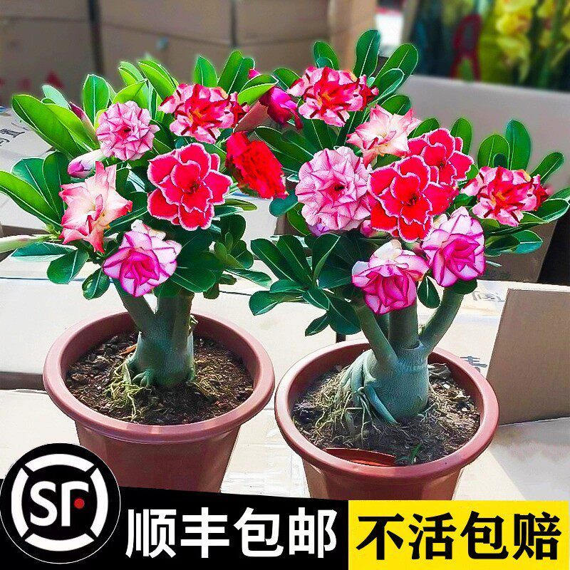 速发重瓣沙漠玫瑰花苗植物四季花卉绿盆栽老桩室内台小盆景开花不