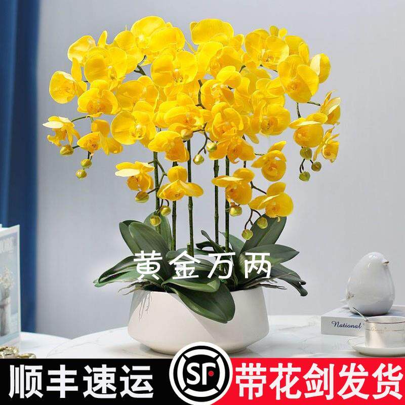 速发新品大花蝴蝶兰花带栽花苞花卉盆剑台客厅室内四季开花好养活