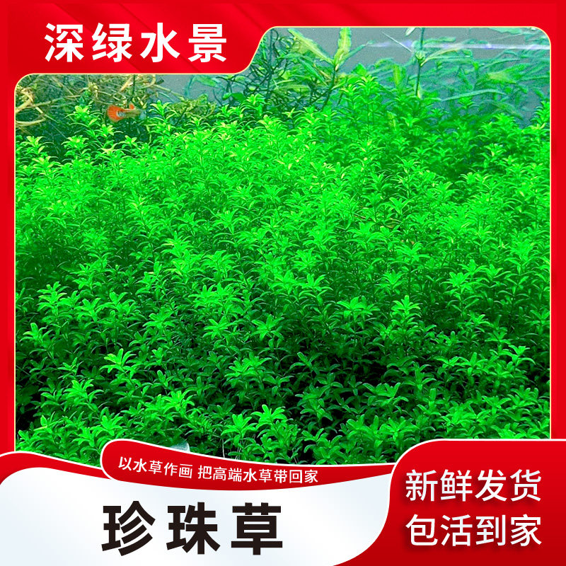 速发无菌杯 高珠草 中后景草缸造景无需二氧碳化珍珍珠水草鱼缸