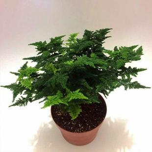 速发竹云 云松盆 竹景矮文竹 文竹球唐山 四年老苗