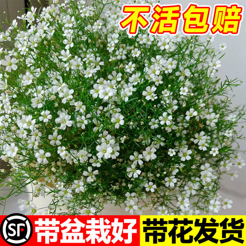 速发满天星盆栽四季花卉绿物室内花台客厅丽面植植玛格桌特懒人盆
