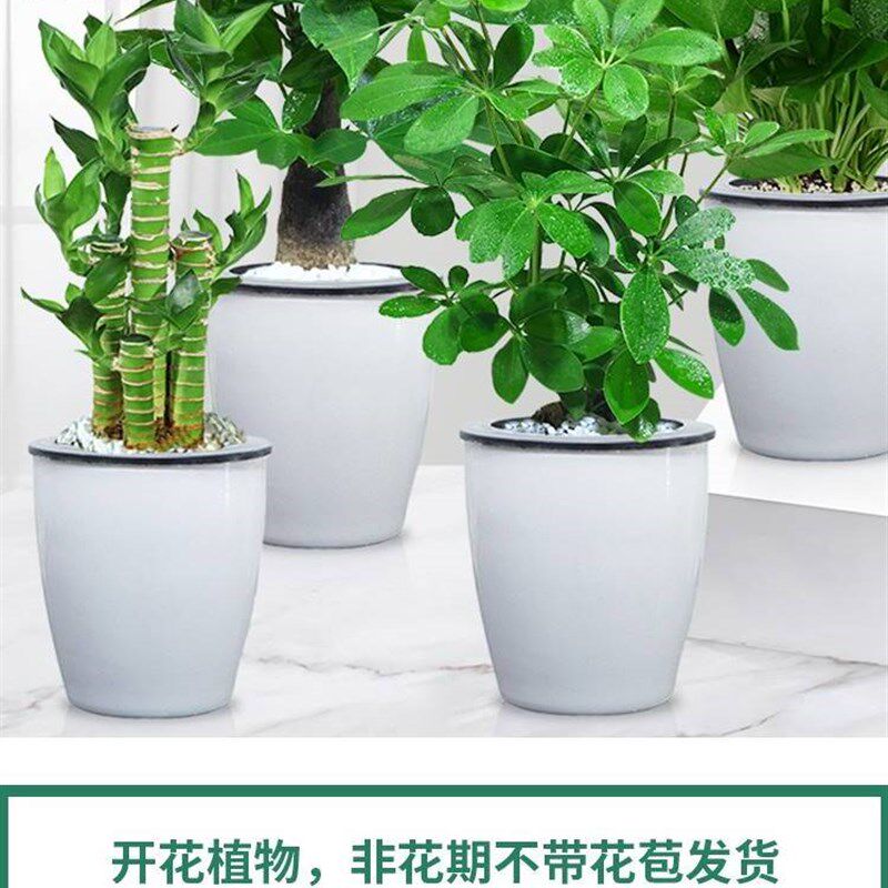 速发金钻盆栽绿萝箩花卉植物室内花水培好植多肉树养易活发财绿吸