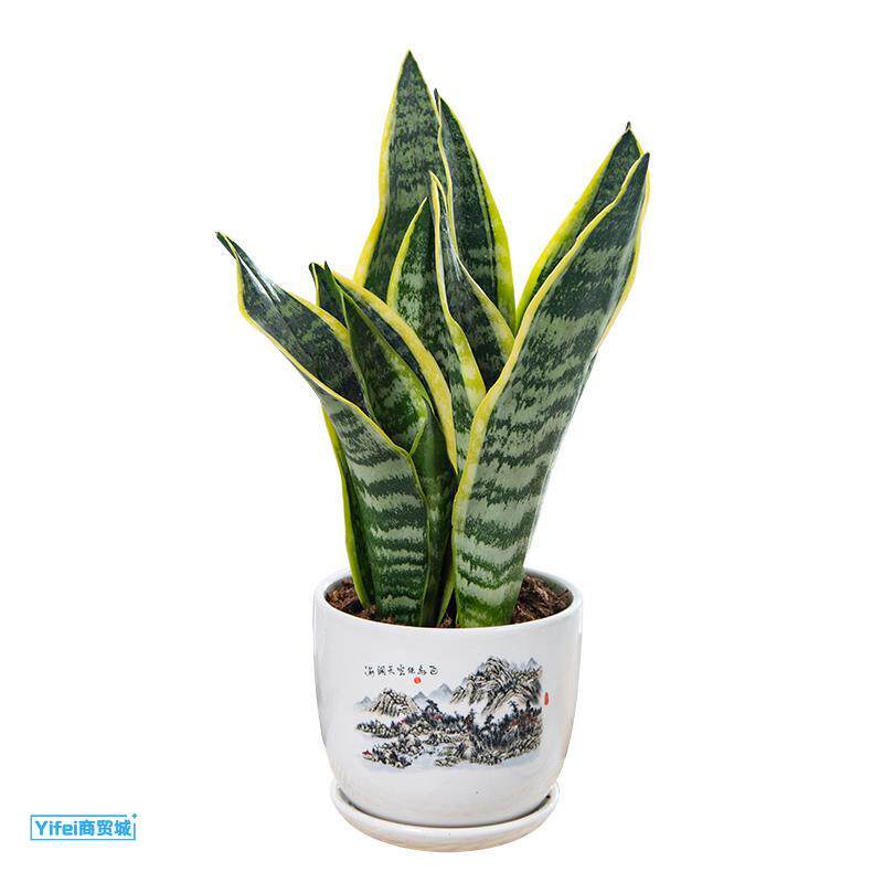 现货速发金边虎皮兰办公室内客厅易活植物绿植盆栽高脚矮脚虎尾兰