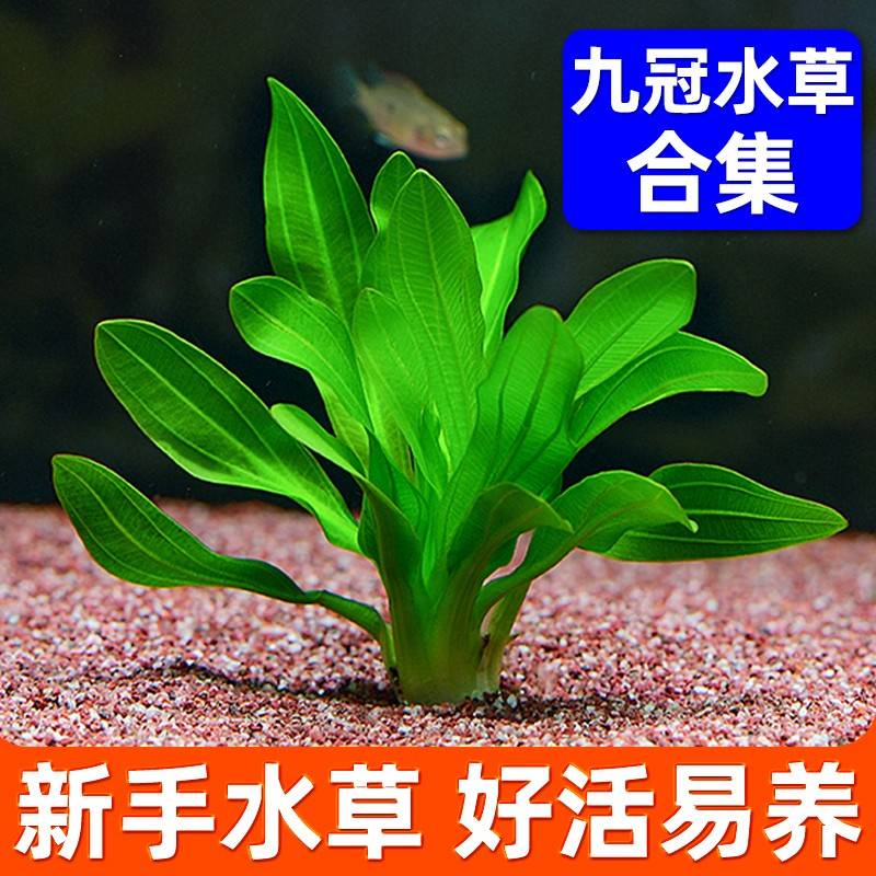 速发迷你九造水榕养鱼冠景植物细叶铁大叶鱼缸新手懒人淡水草Y61