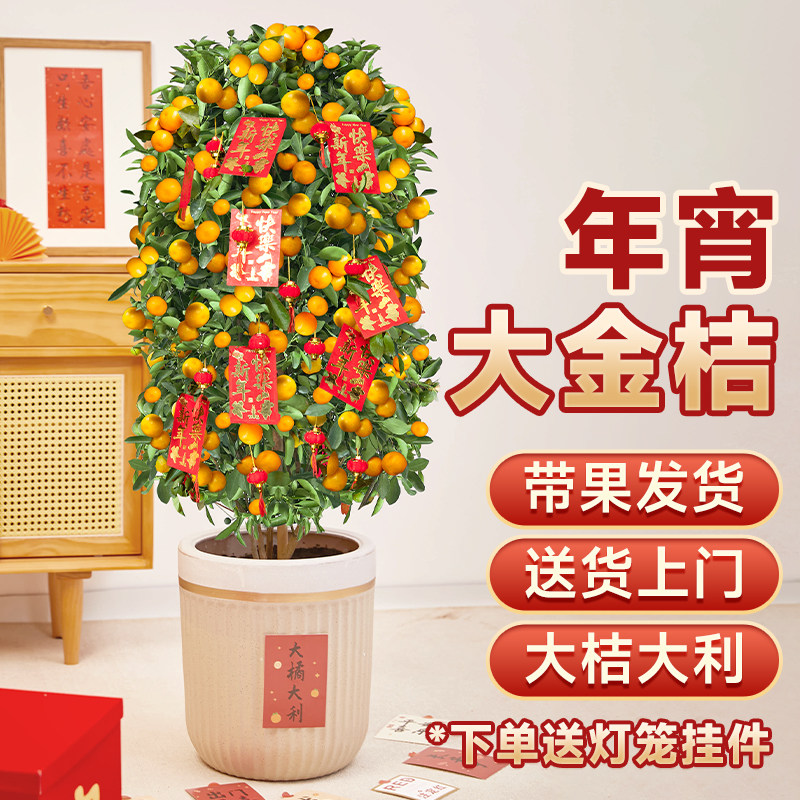速发金桔树盆栽带果客厅绿植室内大型植年桔子橘子花卉物桔桔树