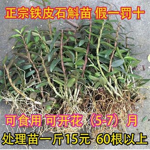 速发铁皮石斛苗原产地基地直斛带根 年食1斤石发苗 可生用非霍山