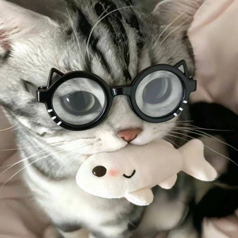 猫狗拍照搞怪猫耳墨镜出片