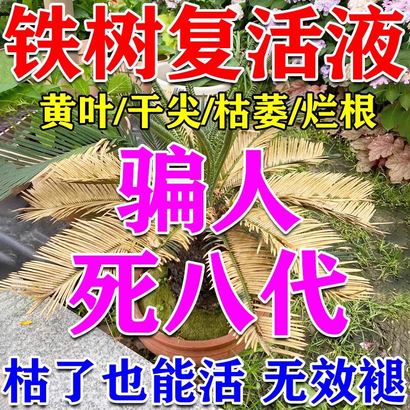 铁树专用肥料营养液治铁树叶子发黄干尖枯萎烂根复活液铁树专用药