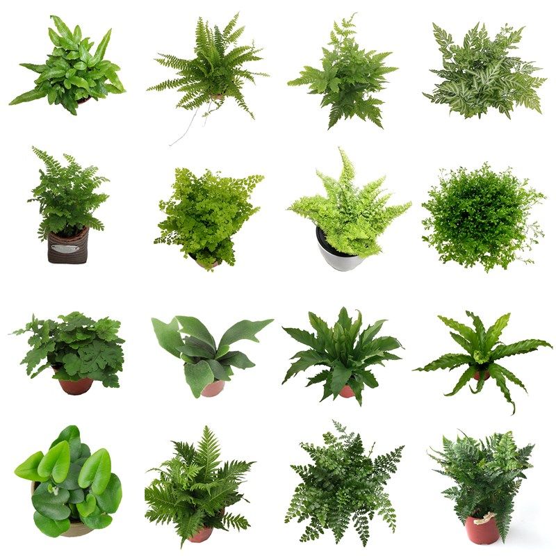 极速棉花糖蕨f蕾丝蕨密叶波斯顿蕨绿植铁线蕨盆栽净化空气室内蕨,鲜花速递/花卉仿真/绿植园艺,绿植,淘宝优惠券,粉丝福利购,淘宝优惠卷