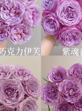 极速白20戴f安娜玫瑰卡布奇诺玫瑰荔枝红色玫瑰香槟支同款