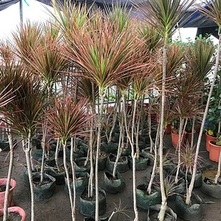 极速七彩铁绿植盆栽龙铁树盆景客厅F室内外观叶植物耐寒抗冻四季