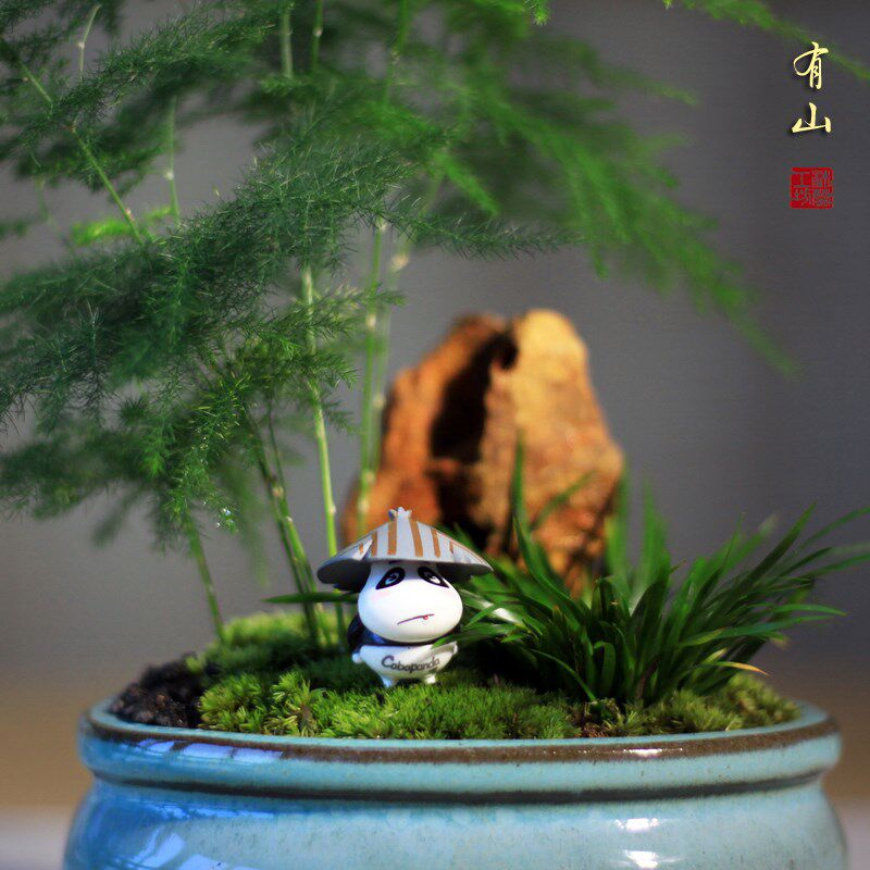极速有山文竹盆栽微型盆景u苔藓微景观紫砂日式禅意中式茶桌桌面