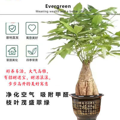 极速提根发财树大头招财树绿植室内客厅办K公室开业乔迁送礼好养