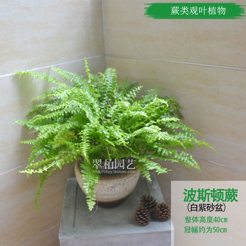 极速肾蕨吊兰/蜈蚣草/波斯顿蕨/阳台屋顶花卉/O美化环境/吸收甲醛