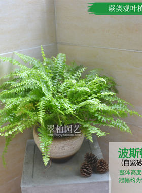 极速肾蕨吊兰/蜈蚣草/波斯顿蕨/阳台屋顶花卉/O美化环境/吸收甲醛