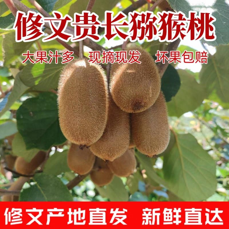 修文猕猴桃新鲜奇异果现摘现发当季水果礼盒装