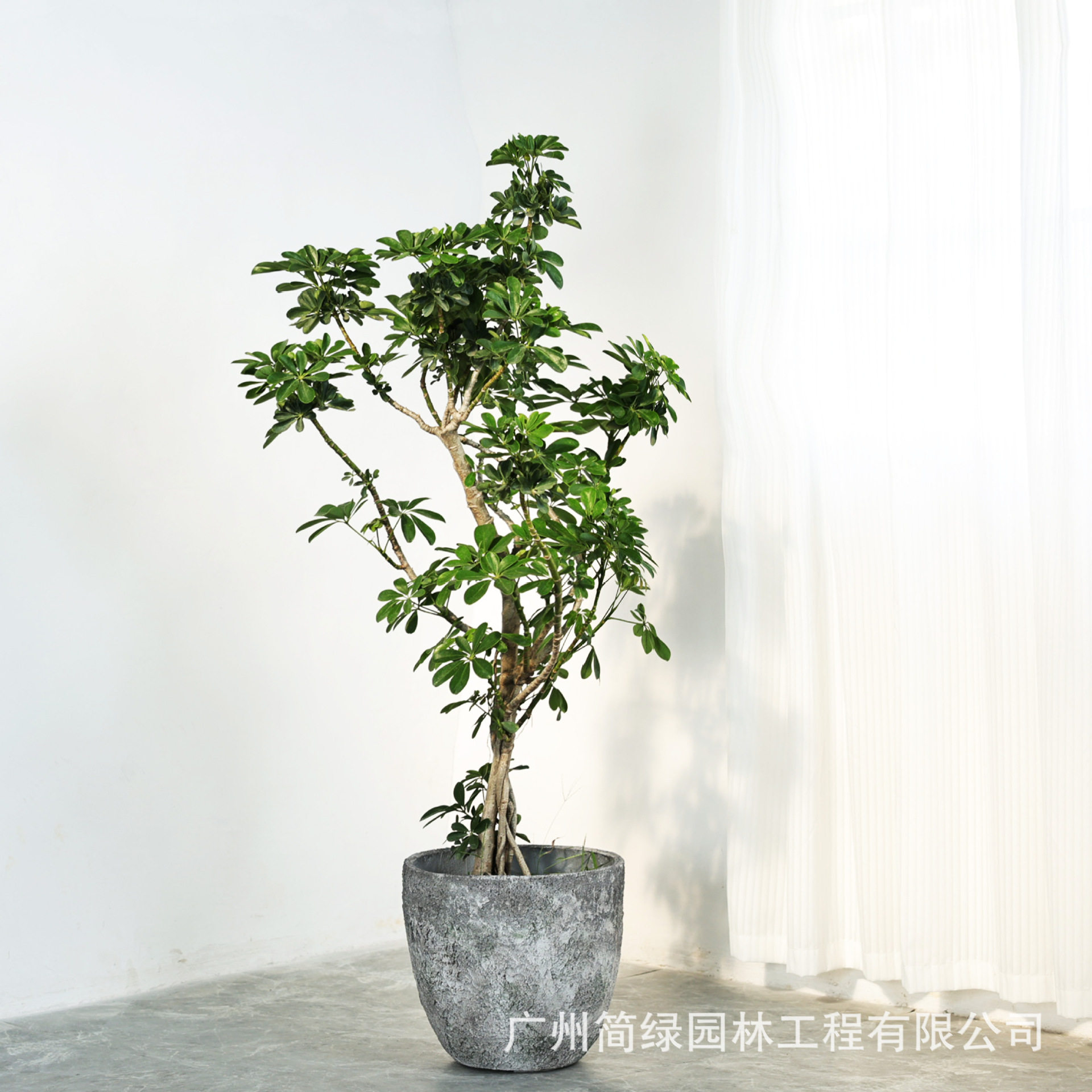 北欧创意水泥大花盆户外庭院圆形新款艺术鸭脚木特大号轻奢高级感