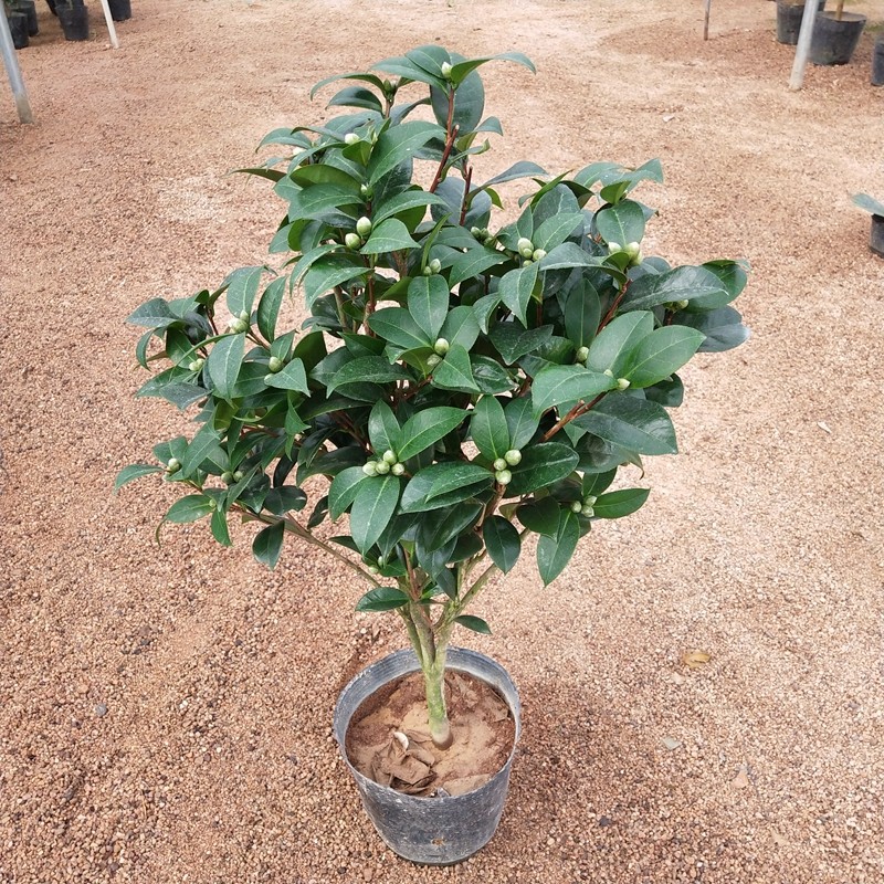 美人艳山茶花盆栽树苗q名贵绿植花卉四季阳台客厅庭院植物当年开