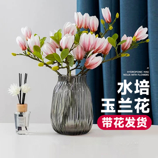 极速白玉兰花水培鲜枝红梅桃花枝支带花苞雪柳P干枝水养室内耐寒