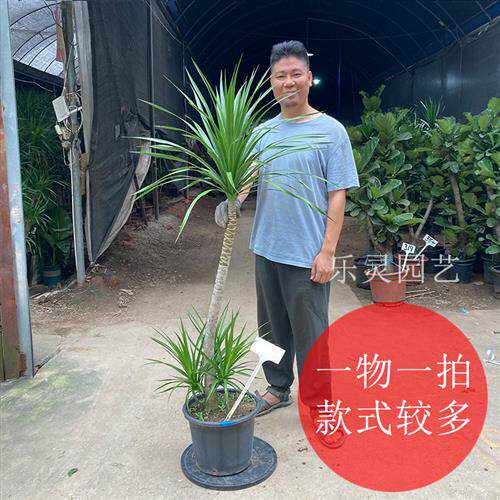 极速龙血树龙须木l太空铁龙铁树老桩造型独杆单头粗壮耐阴好养长