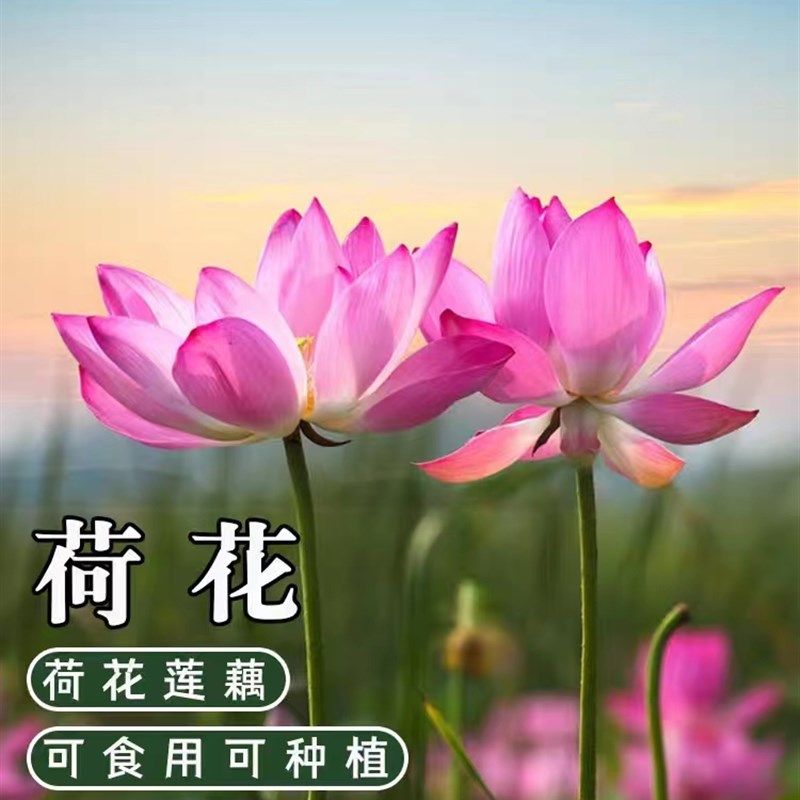 极速荷花种根苗水培观赏种藕盆栽水养鱼池L塘水生植物花卉莲花碗