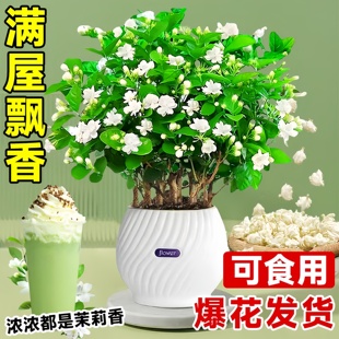 极速茉莉花e苗盆栽带花苞可食用茉莉花茶鲜切水培植物室内花卉四