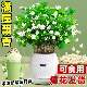极速茉莉花e苗盆栽带花苞可食用茉莉花茶鲜切水培植物室内花卉四