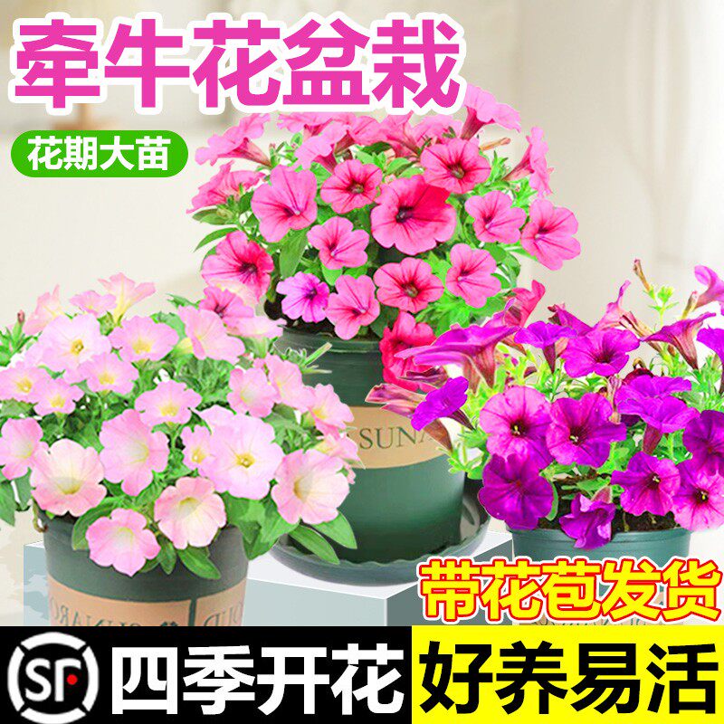 极速牵牛花盆栽矮牵牛花苗喇叭花C小苗爬藤四季花种带花苞垂吊矮