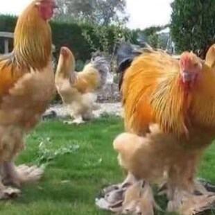 速发梵天鸡巨型婆罗门鸡活苗活体脱温大体观赏鸡宠物鸡活物超大体