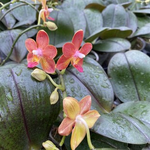 速发原生种蝴蝶兰龚氏S02带香味花苞花剑室内台花卉蜡质花瓣续花
